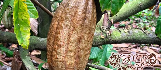 Cacao_Junajpu_3_Guatemala