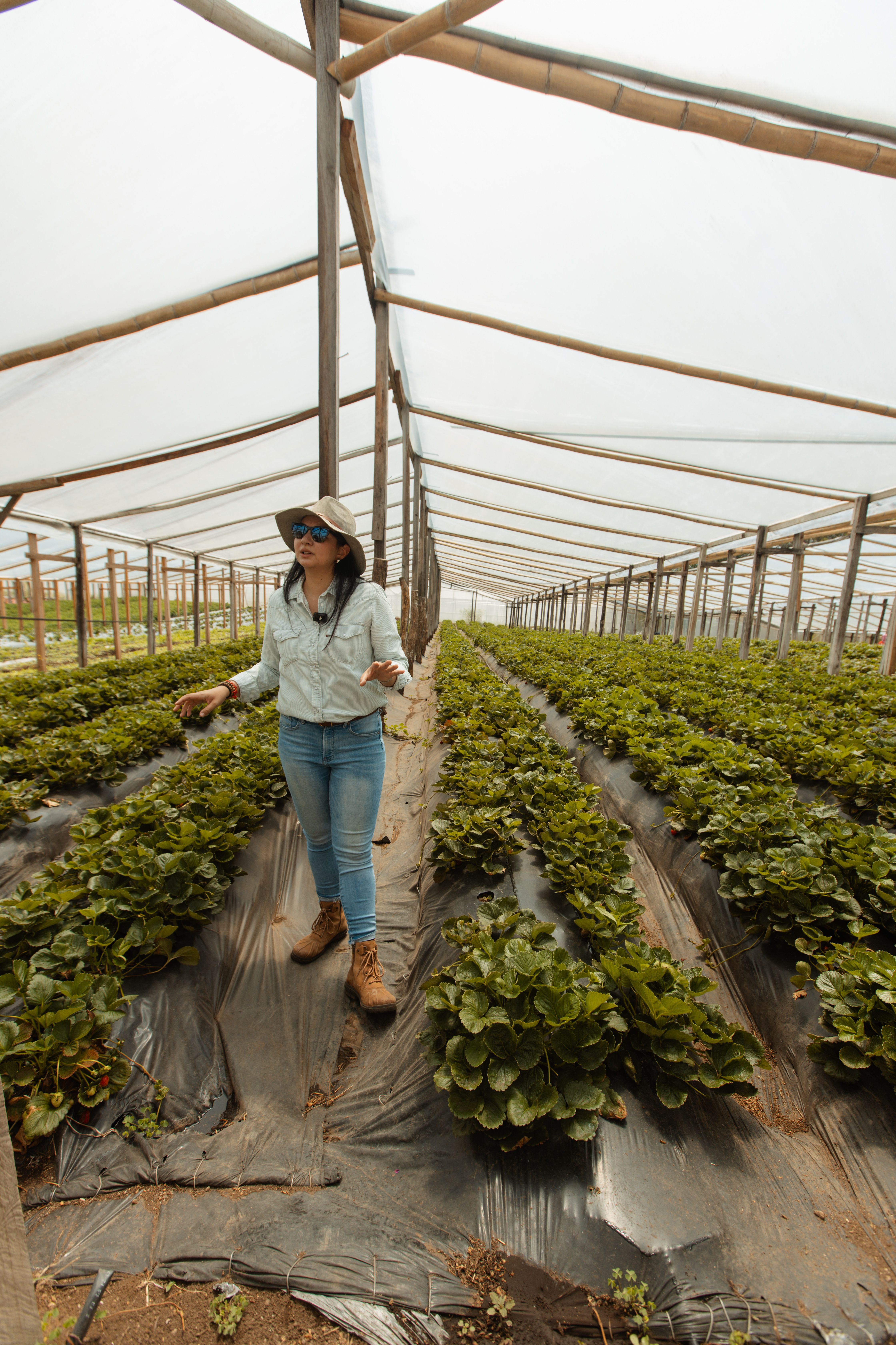 Cosecha_6_Panama_Guatemala