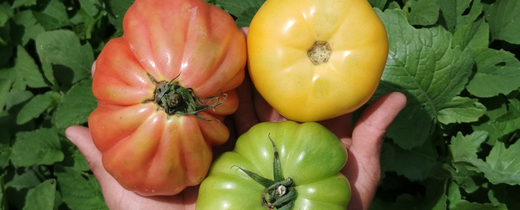 Enverdece_06_Guatemala