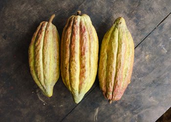Finca-Izabal-Agro-Forest-Cacao-Agricultura-Guatemala-Mesoamerica-13.jpg