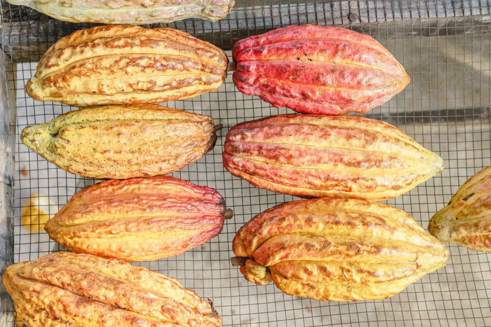 Cacao de la Finca Izabal Agroforest