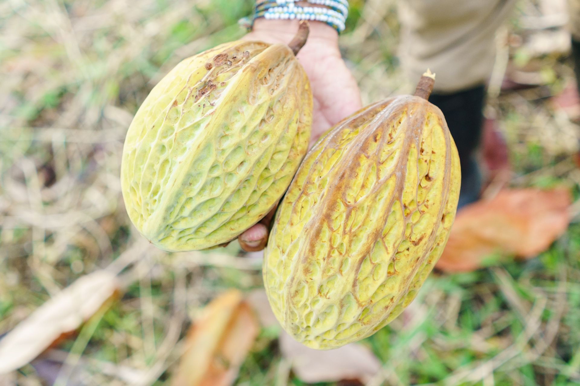 Cacao por fuera