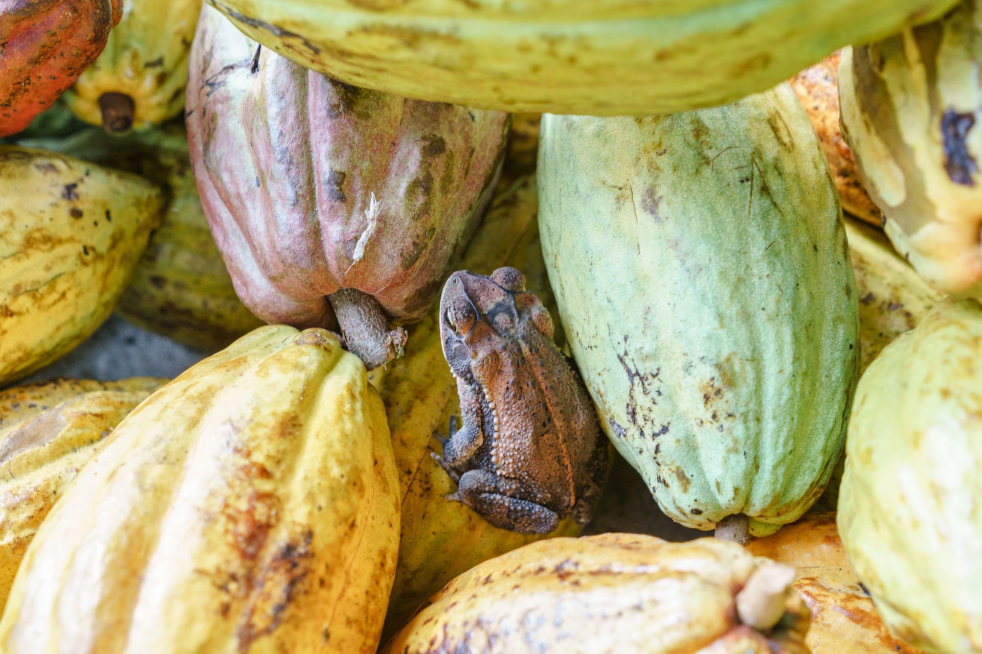 Finca-Izabal-Agro-Forest-Cacao-Agricultura-Guatemala-Mesoamerica-101.jpg