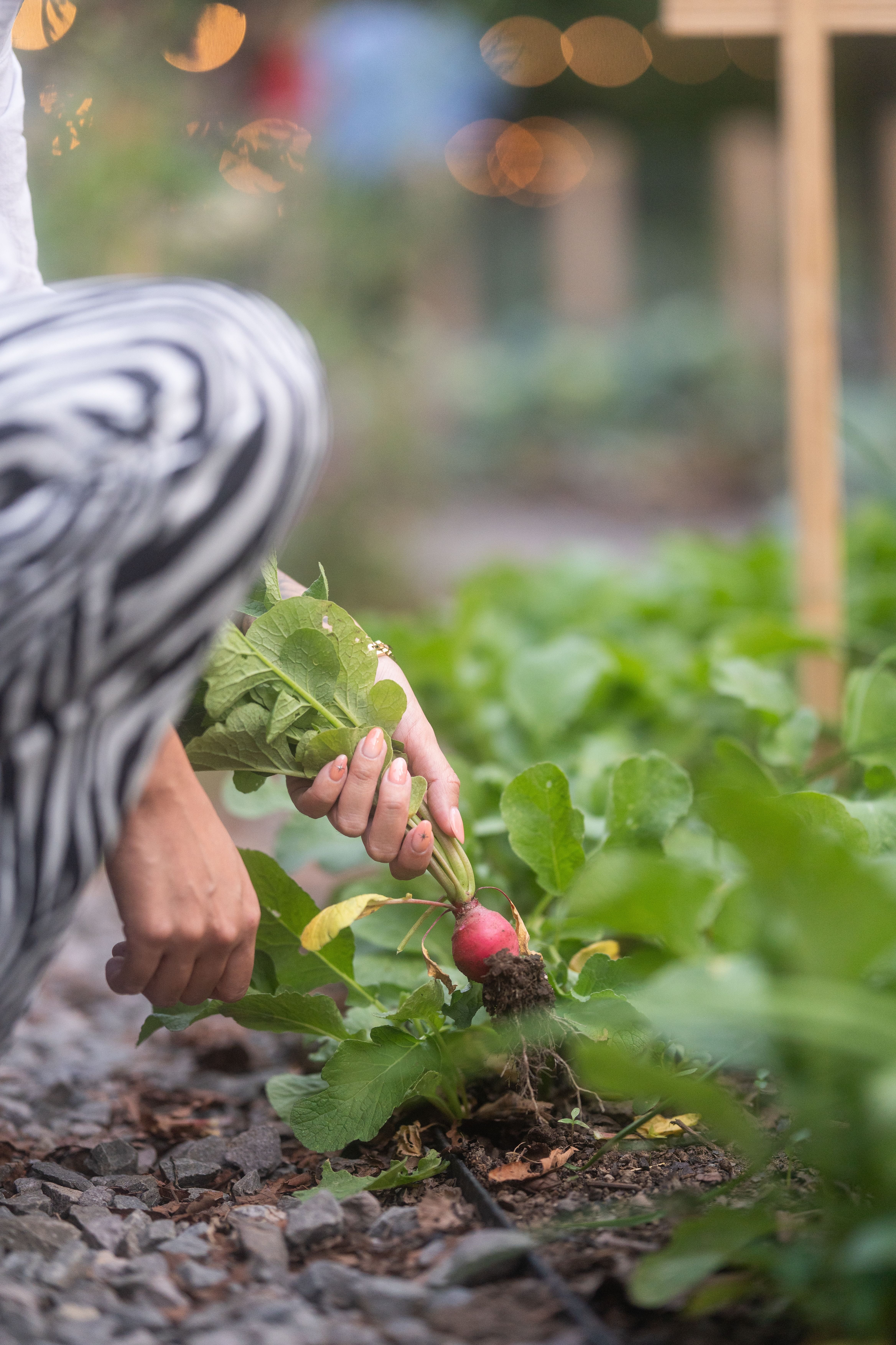 Cosecha de vegetales, directo del huerto, por comensales
