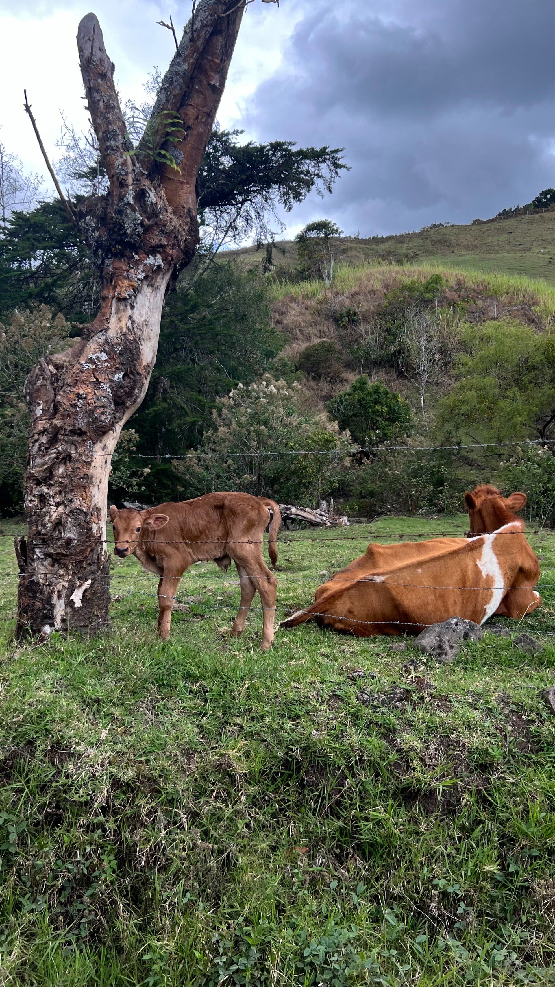 Lissa_Al_Mercat_Costa_Rica_Guatemala