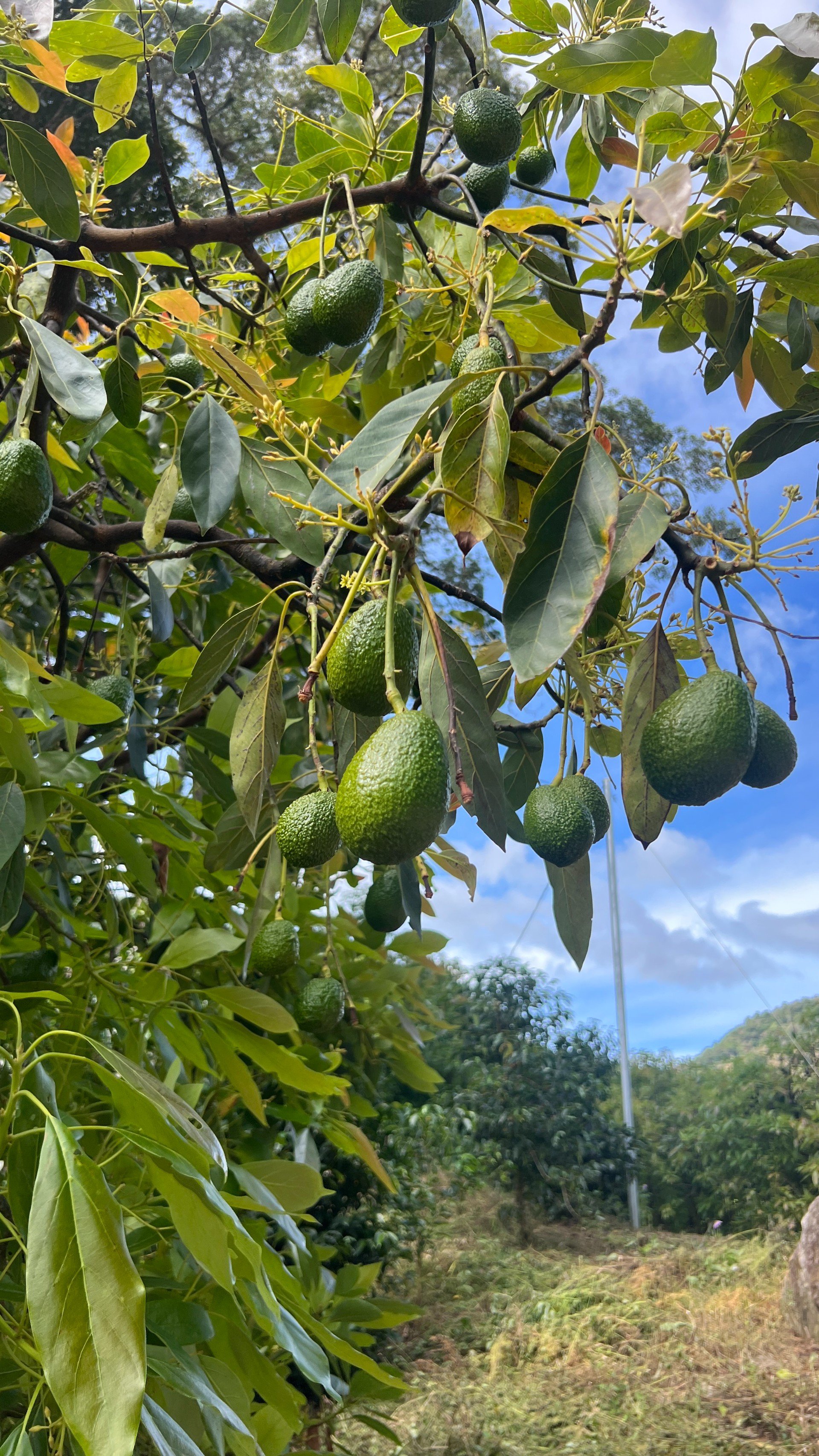 Lissa_Al_Mercat_Costa_Rica_Guatemala