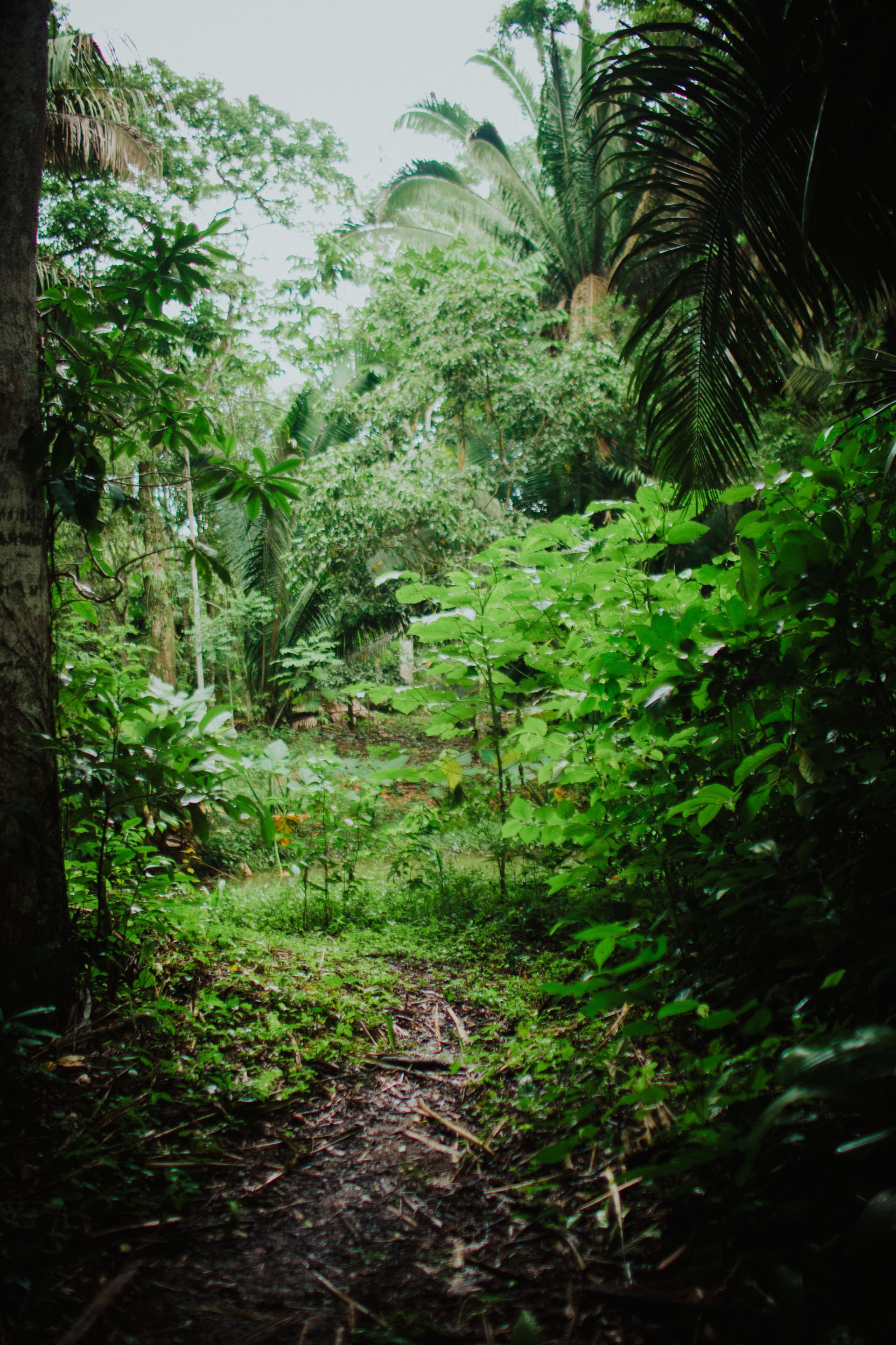 Selva de Petén, Guatemala