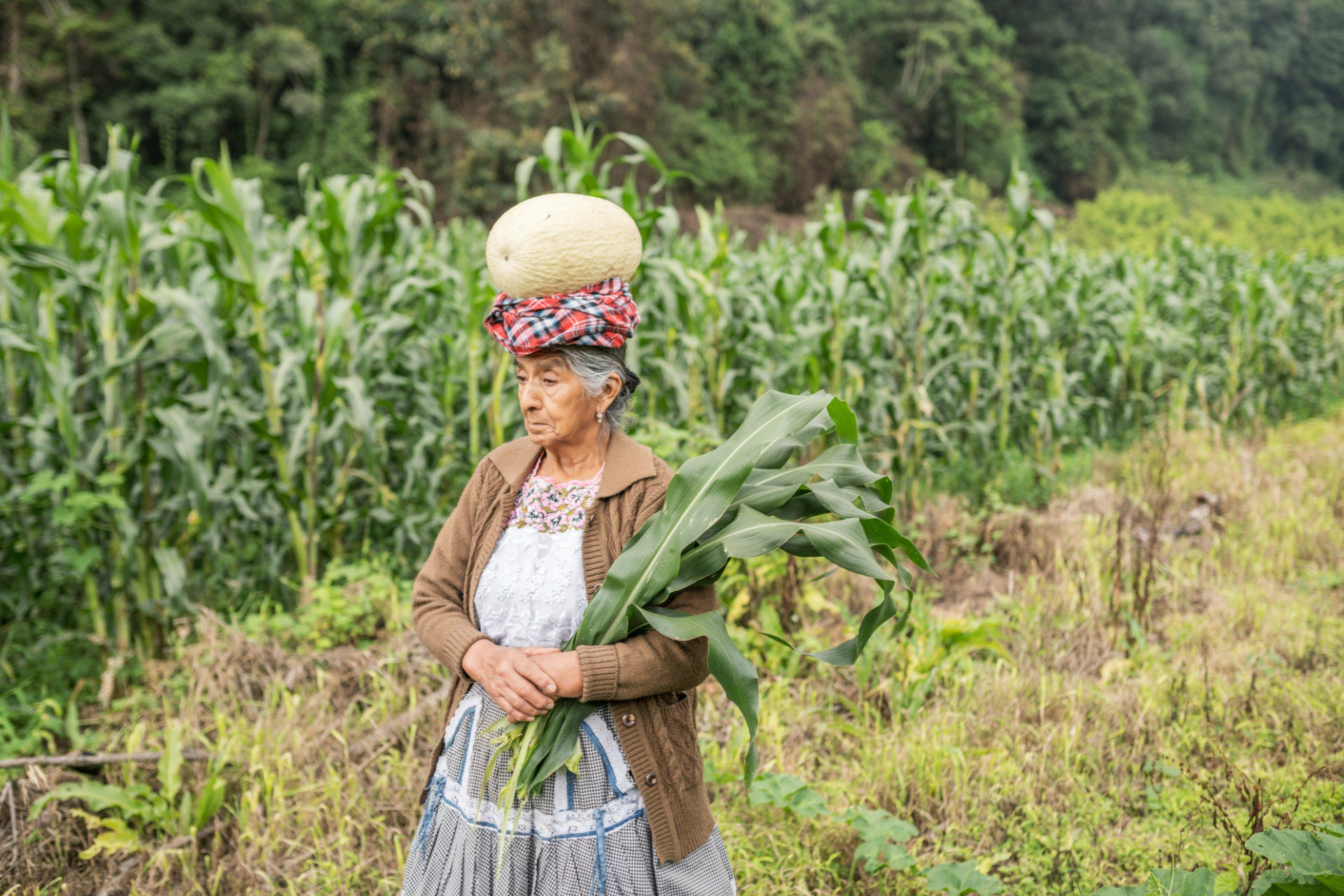 La_Tapisca_Zardetto_Guatemala