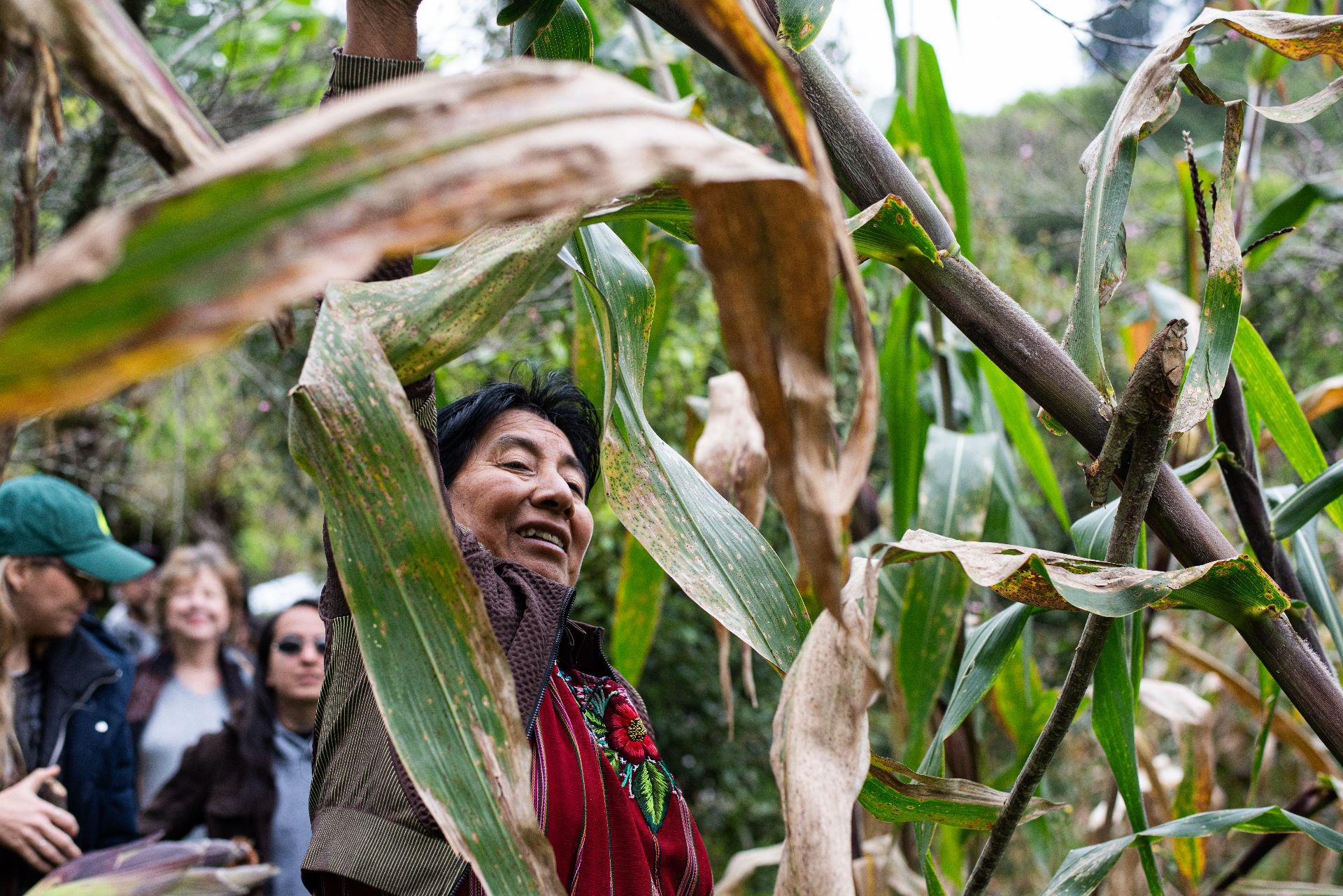 Milpa_Guatemala