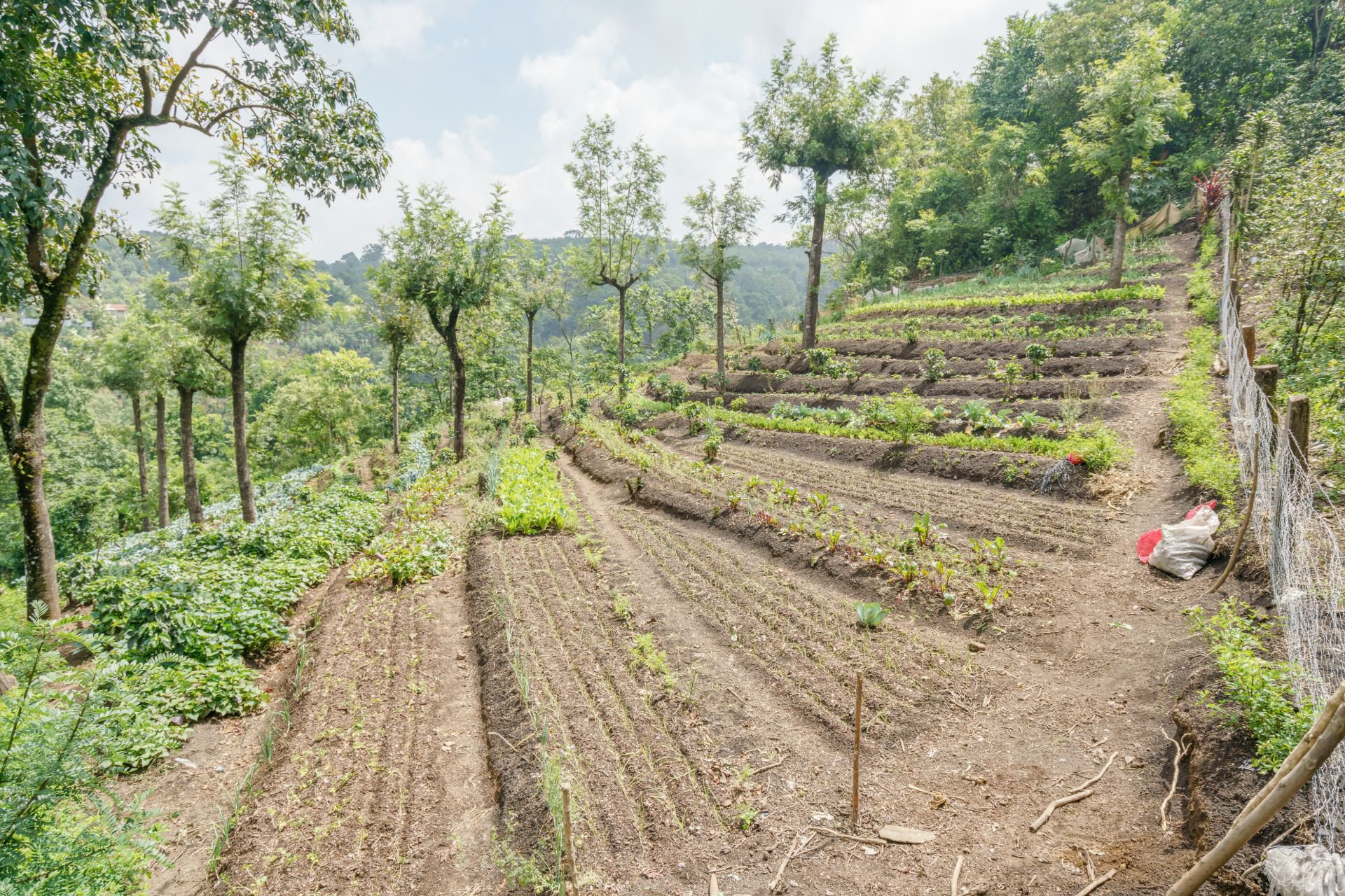 Paisaje-Yepocapa-Chimaltenango-Guatemala-Agricultura-5.jpg