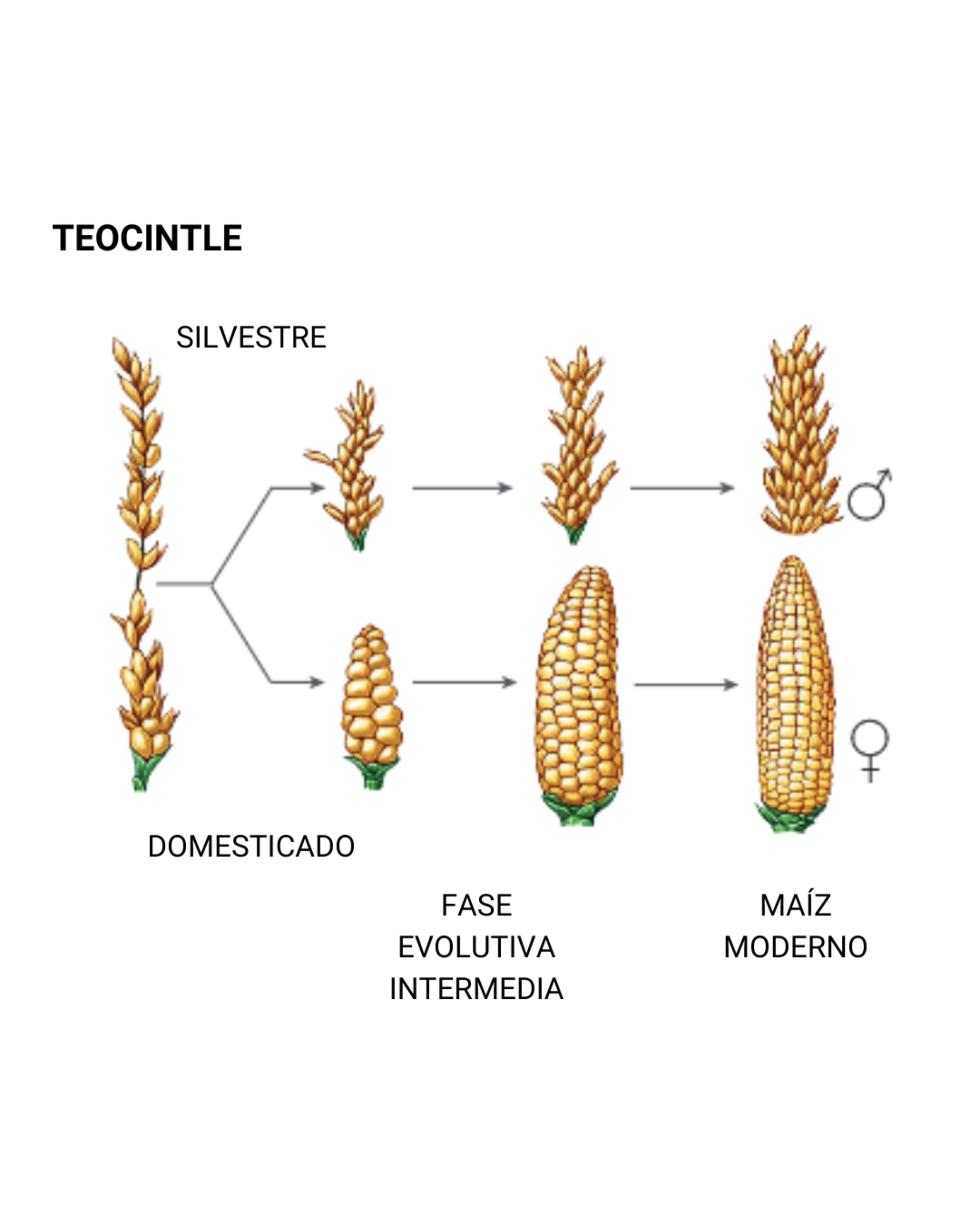 Teocintle_Guatemala