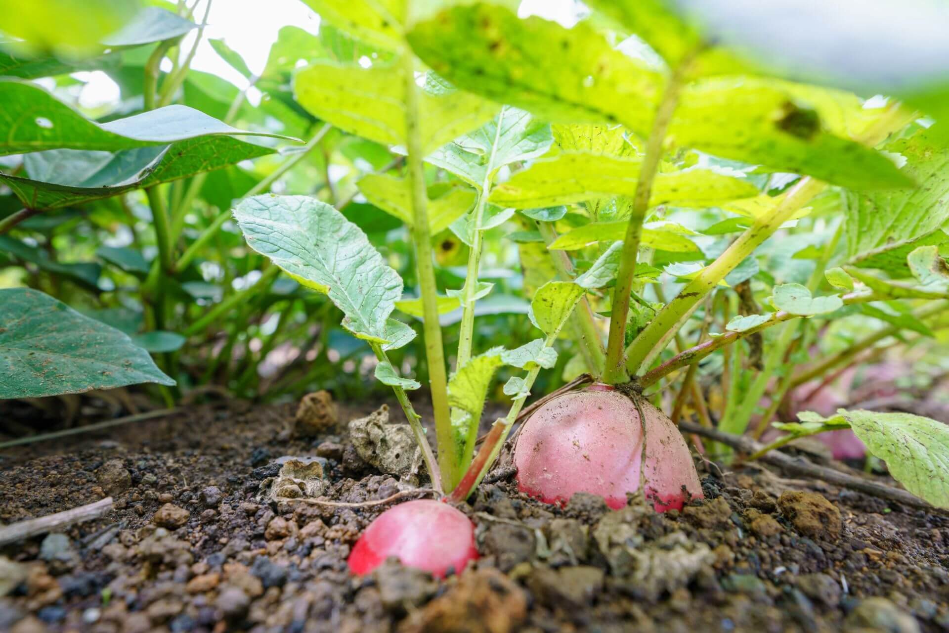 Yepocapa-Chimaltenango-Guatemala-Agricultura-Textura-Verduras-Naturaleza-remolacha.jpg