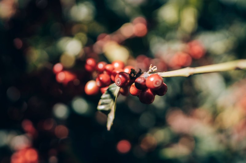 cereza-de-cafe-la-cosecha-guatemala (1).jpg