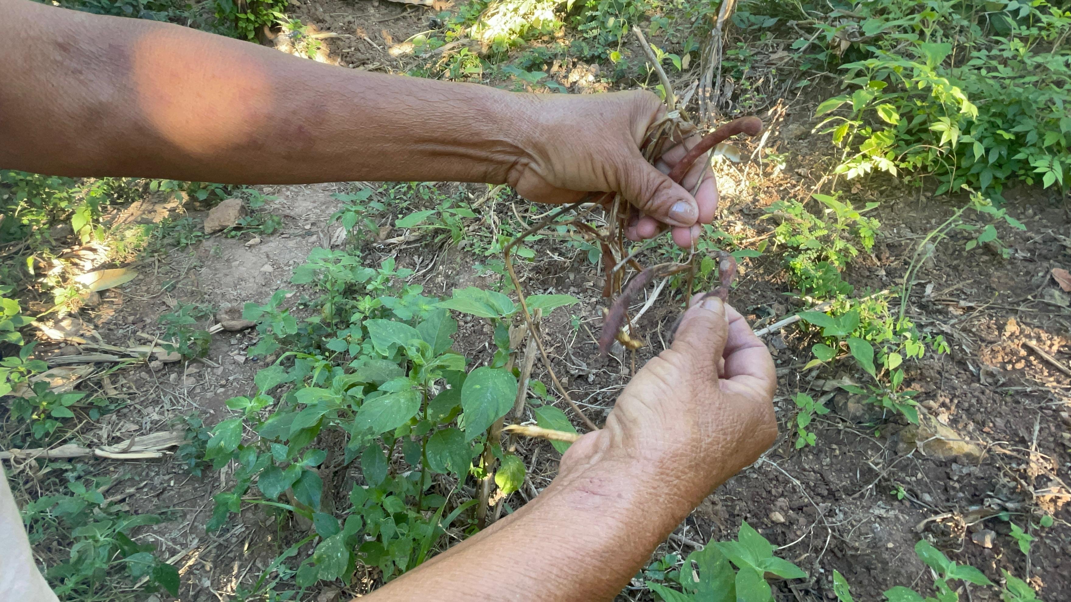 Imagenes cortesía Liliana Villatoro
