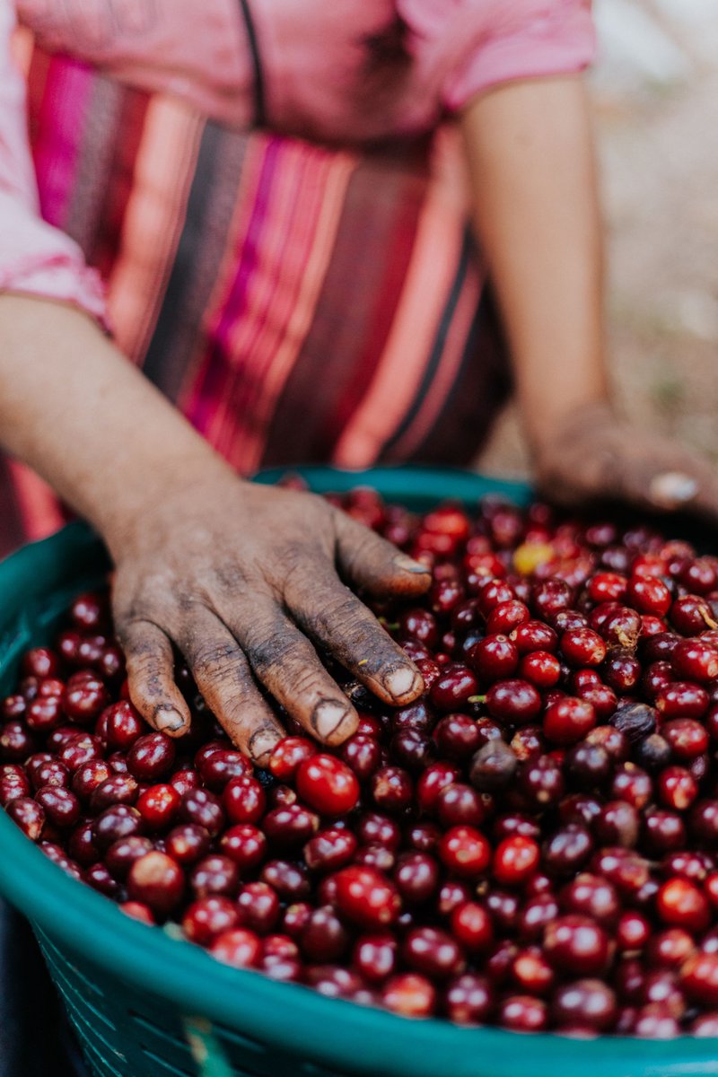 manos-cafe-la-cosecha-guatemala.jpg