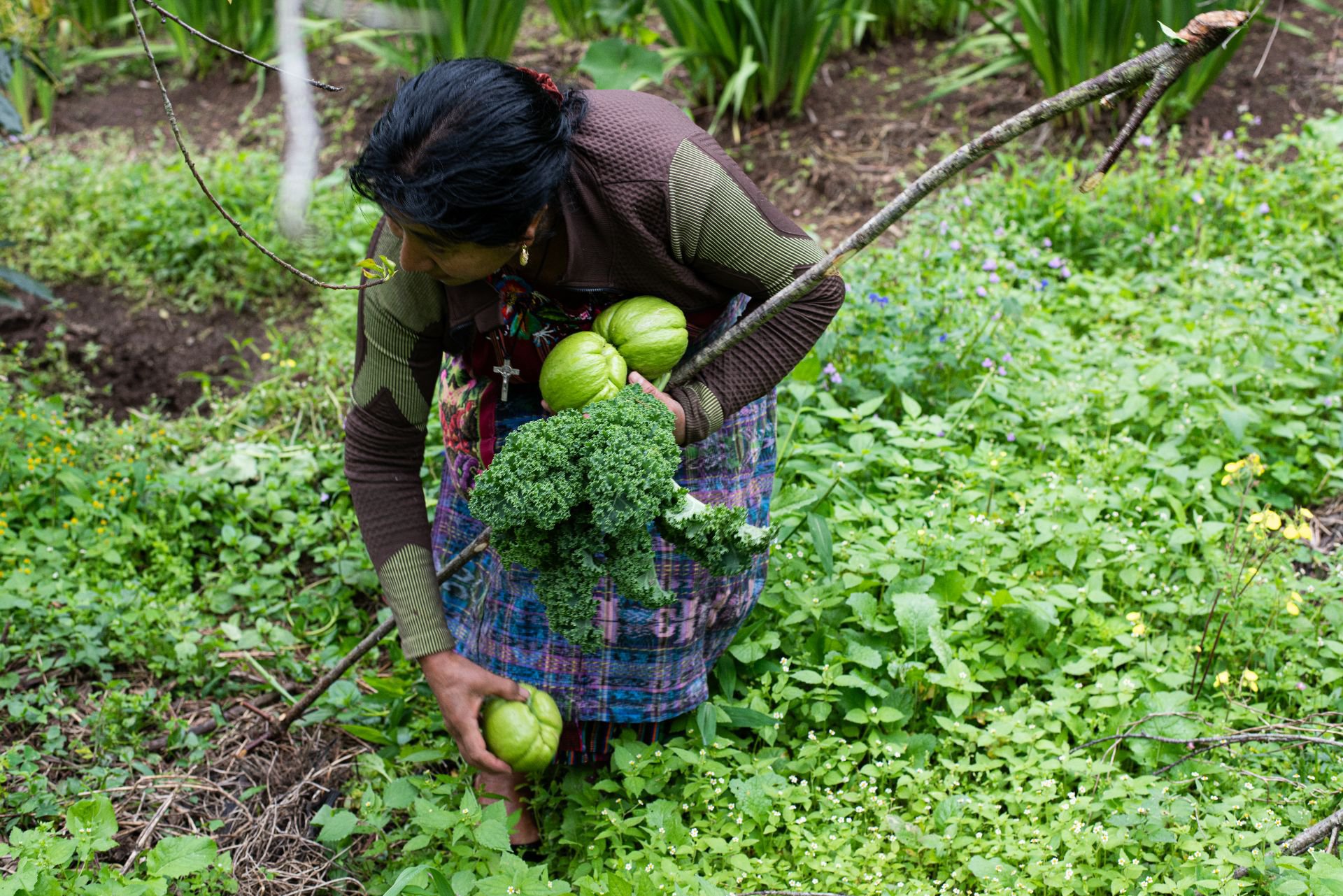 milpa_guatemala