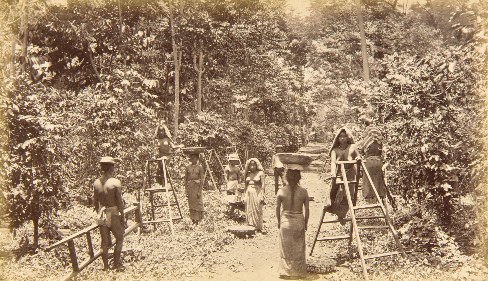Trabajando en el corte de café. Finca las Nubes. Zunilito. Suchitepéquez. 1875. Foto de Eadweard Muybridge